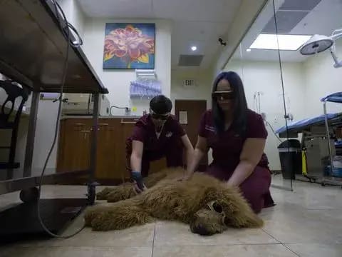 Two team members in goggles perform laser therapy on a sedated doodle in the treatment room